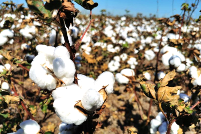 Cultivo de algod&oacute;n en Chaco.