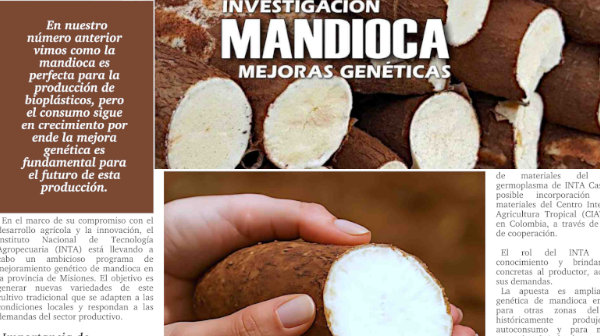Mejoras gen&eacute;ticas en Mandioca, impulsadas por INTA.
