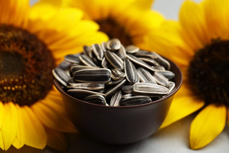 Crece la molienda de girasol