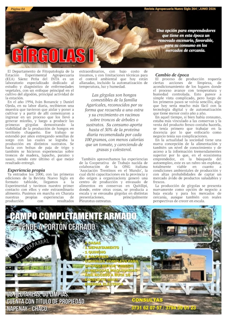 Producción de gírgolas, artículo de la Revista Agropecuaria Nuevo Siglo