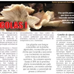Producción de gírgolas, hongos comestibles