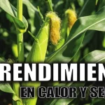 maíz unne calor y sequía