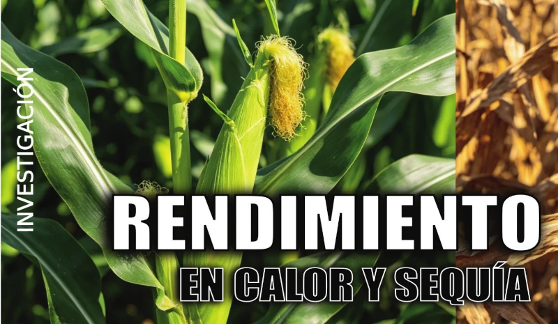 maíz unne calor y sequía