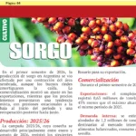 El sorgo y sus números en el 2026