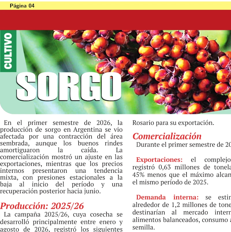 El sorgo y sus números en el 2026
